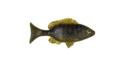 Sudden Impact Sunfish / Perch