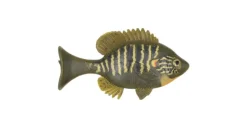Sudden Impact Suzygill Bluegill